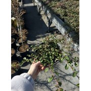 Кизильник Даммера 'Майор'  С2